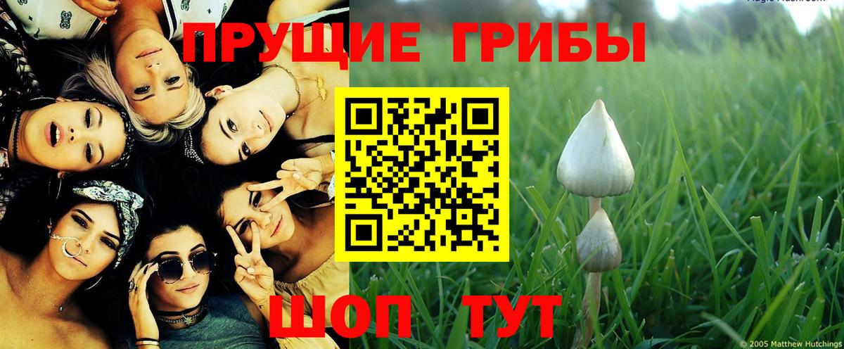 Галлюциногенные грибы GOLDEN TEACHER  Галлюциногенные грибы Psilocybine cubensis  Богородск  Вход с VPN 